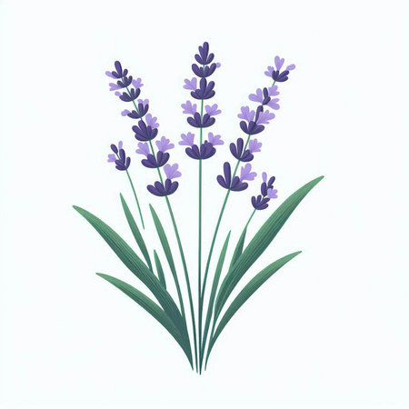 Lavender flowers on white background. Vector illustration of lavender flowers.のイラスト素材