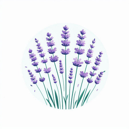 Lavender flowers. Vector illustration of lavender flowers isolated on white background.のイラスト素材