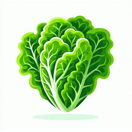 Lettuce leaves isolated on a white background. Vector illustration.のイラスト素材