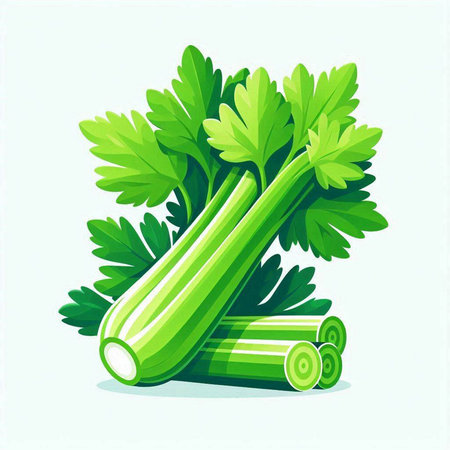 Vector illustration of celery with parsley leaves isolated on white backgroundのイラスト素材