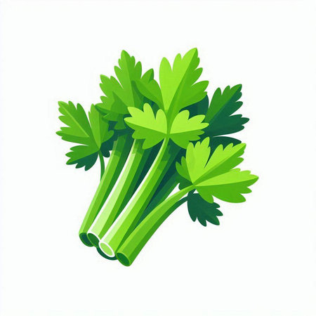 Parsley isolated on white background. Vector illustration. Eps 10.のイラスト素材