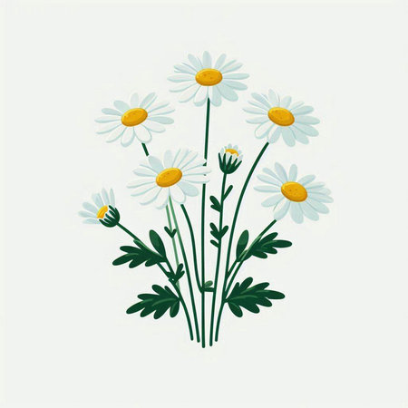 Chamomile flowers on white background. Vector Illustration.のイラスト素材