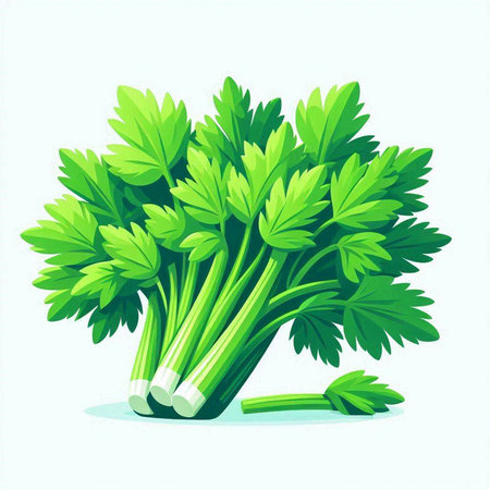 parsley isolated on white background. Vector illustration of parsley.のイラスト素材