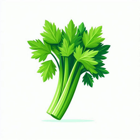 Celery bunch isolated on a white background. Vector illustration.のイラスト素材