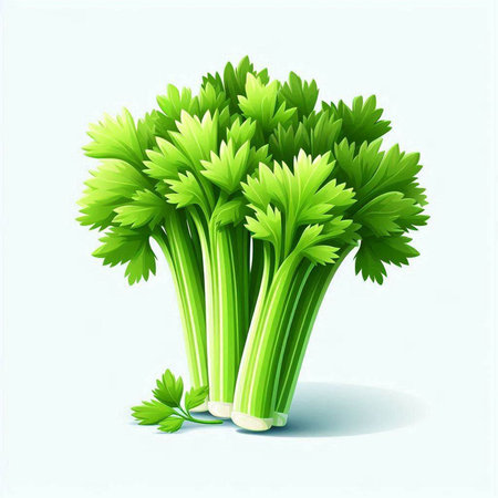 Fresh celery bunch isolated on white background. Vector realistic illustration.のイラスト素材