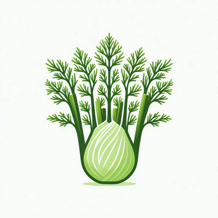 Illustration of fresh green fennel on white background - vectorのイラスト素材