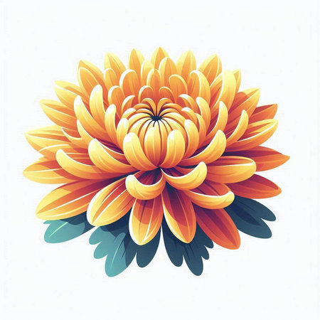 Colorful chrysanthemum isolated on white background. Vector illustration.のイラスト素材