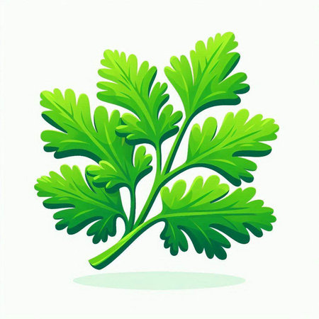 Parsley leaves on a white background. Vector illustration. Eps 10.のイラスト素材
