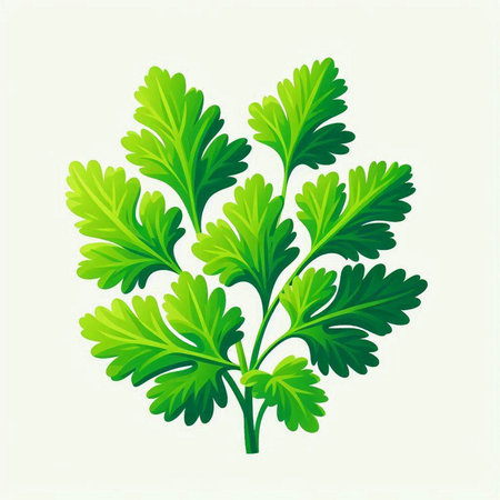 Parsley isolated on a white background. Vector illustration for your designのイラスト素材