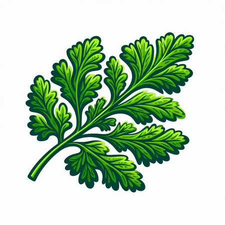 Parsley leaves isolated on a white background. Vector illustration.のイラスト素材