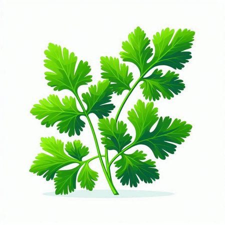 Parsley isolated on white background. Vector illustration. Eps 10.のイラスト素材