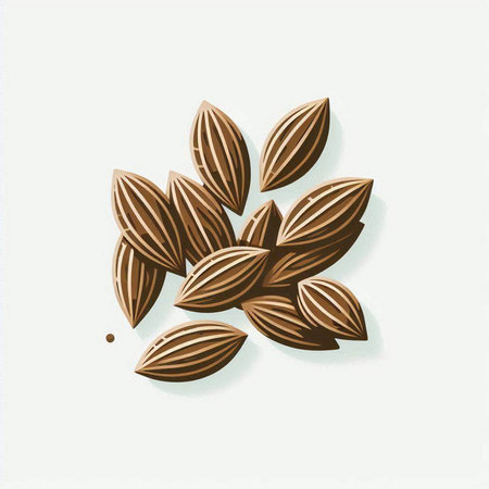 Illustration of Almond seeds on a white background, vector illustrationのイラスト素材