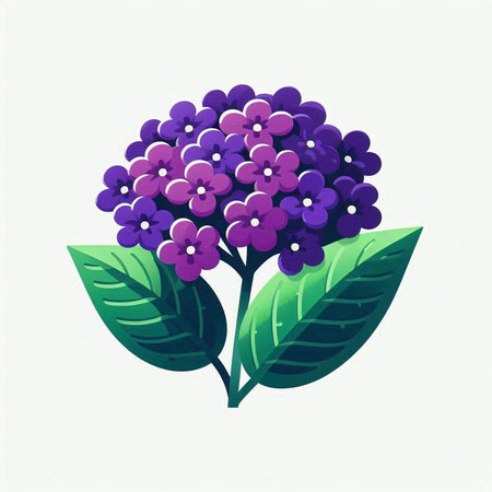 Purple hydrangea on white background. Vector illustration.のイラスト素材