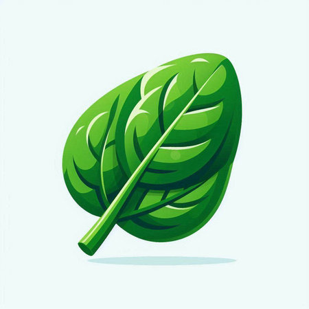 Spinach leaf vector illustration isolated on white background. Fresh vegetable icon.のイラスト素材