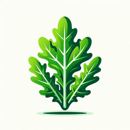 Green leaf of arugula on a white background. Vector illustrationのイラスト素材