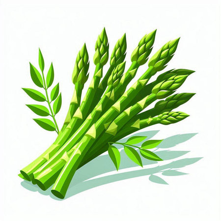 Fresh green asparagus isolated on white background. Vector illustration.のイラスト素材