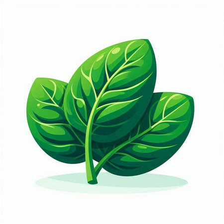 Spinach leaves isolated on a white background. Vector illustration.のイラスト素材