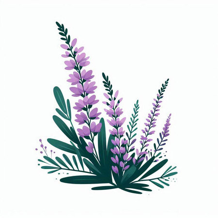 Lavender flowers and leaves isolated on white background. Vector illustration.のイラスト素材