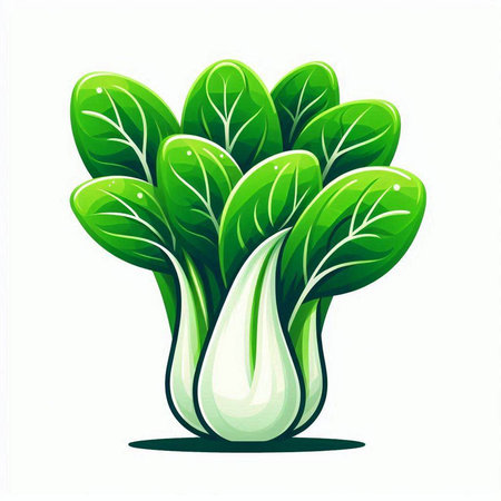Bok choy vector illustration. Isolated on white background.のイラスト素材