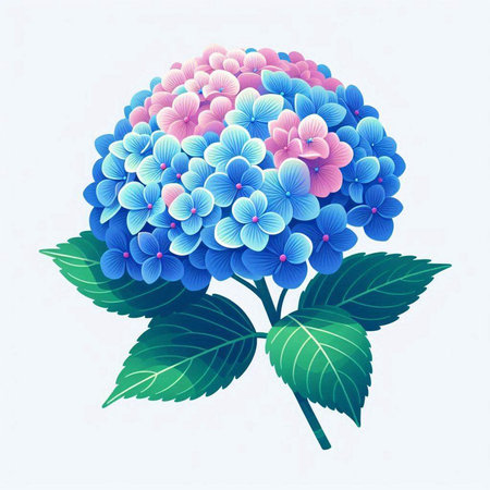 Hydrangea flower, blue and pink colors, vector illustration.のイラスト素材