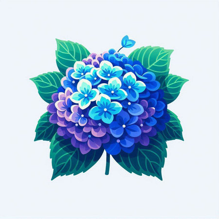 Blue hydrangea on a white background. Vector illustration.のイラスト素材