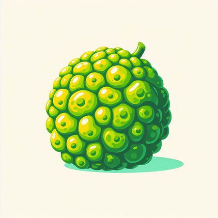 Bergamot fruit. Vector illustration of bergamot.のイラスト素材