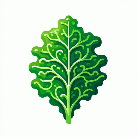 Lettuce leaf icon isolated on white background. Vector illustration.のイラスト素材