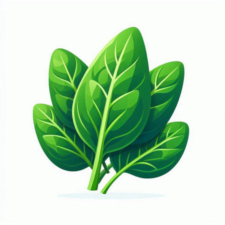 Spinach leaves isolated on a white background. Vector illustration.のイラスト素材