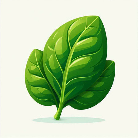 Vector illustration of fresh green spinach leaf isolated on white background. Vector illustration.のイラスト素材