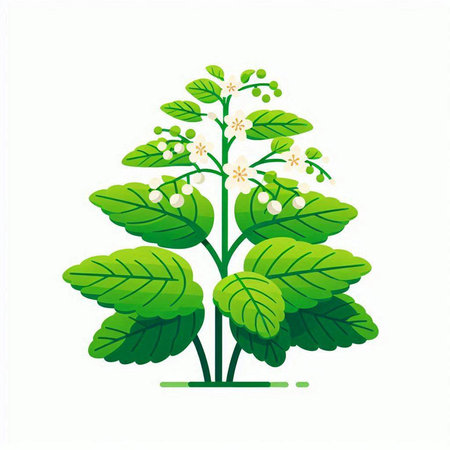 Illustration of a green plant with leaves and flowers on a white backgroundのイラスト素材