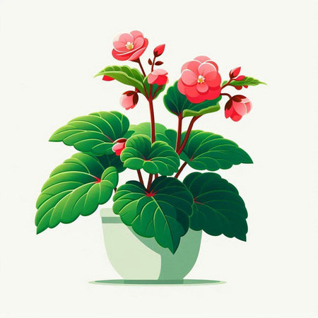 Flowerpot with pink begonia on white background. Vector illustration.のイラスト素材