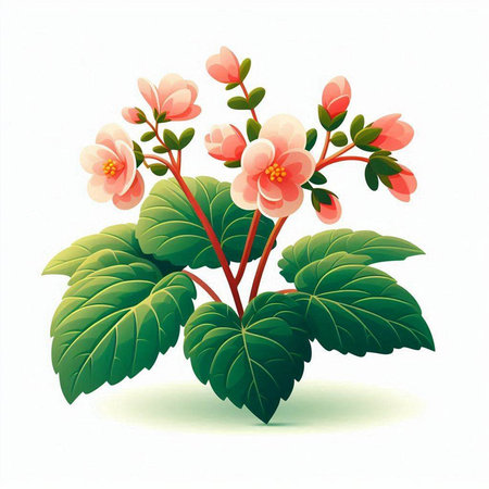 Flowering begonia on a white background. Vector illustration.のイラスト素材