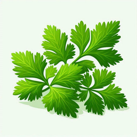 Illustration of fresh parsley leaves on white background. Vector illustration.のイラスト素材