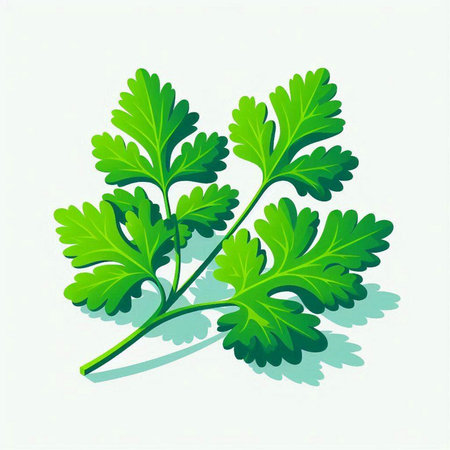 Parsley leaves isolated on a white background. Vector illustration.のイラスト素材