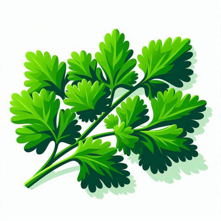 Parsley on a white background. Vector illustration. Eps 10のイラスト素材
