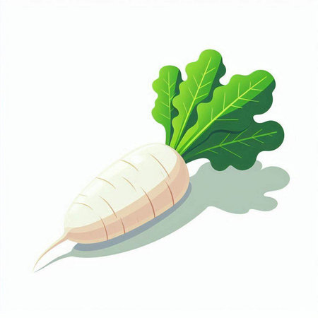 Daikon radish isolated on white background. Vector illustration.のイラスト素材