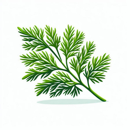 Fresh green dill isolated on a white background. Vector illustration.のイラスト素材