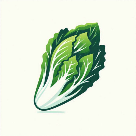 chinese cabbage on white background, vector illustration, eps10のイラスト素材