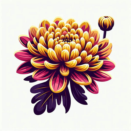 Beautiful chrysanthemum flower on a white background.のイラスト素材