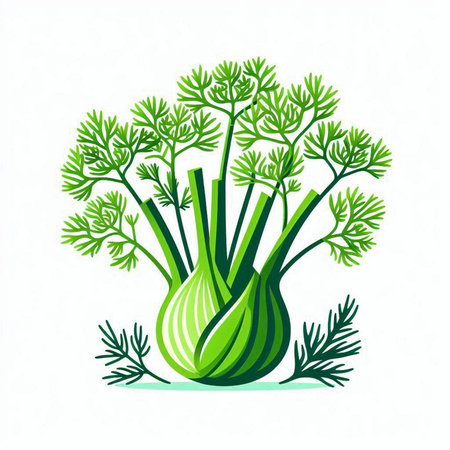 Fennel isolated on white background. Hand drawn vector illustration.のイラスト素材