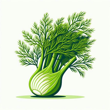 Fresh fennel isolated on a white background. Vector illustration.のイラスト素材