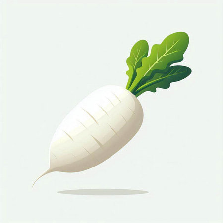 Daikon radish on a white background. Vector illustration.のイラスト素材