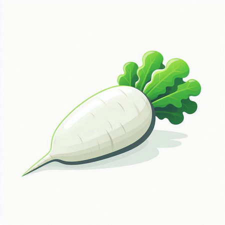 Illustration of a white radish with green leaves on a white backgroundのイラスト素材