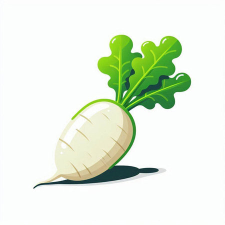 White radish with green leaves isolated on white background. Vector illustration.のイラスト素材