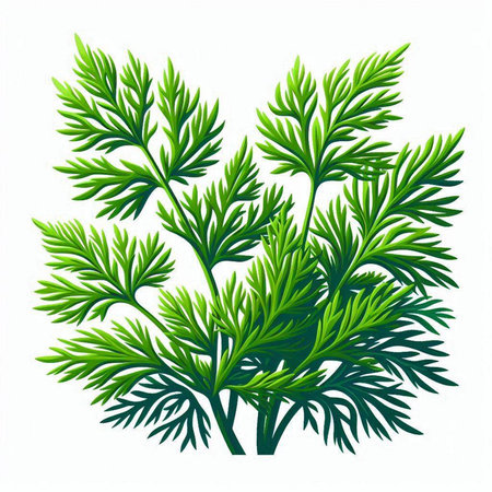 Fresh green dill leaves isolated on white background. Vector illustration.のイラスト素材