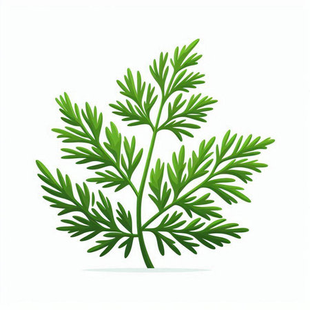 Green fresh dill leaves isolated on white background. Vector illustration.のイラスト素材