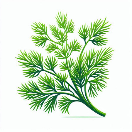 Dill leaves isolated on white background. Vector illustration. Eps 10.のイラスト素材
