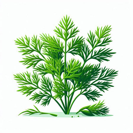 Dill isolated on white background. Vector illustration. Eps 10.のイラスト素材
