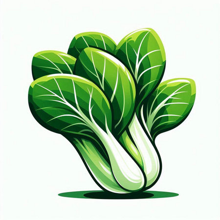 Illustration of a fresh bok choy on a white backgroundのイラスト素材