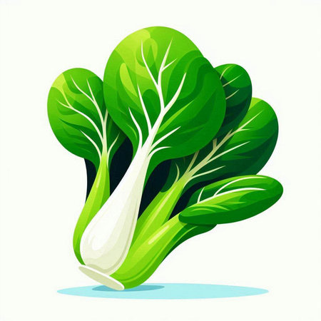 Illustration of fresh green bok choy on a white backgroundのイラスト素材